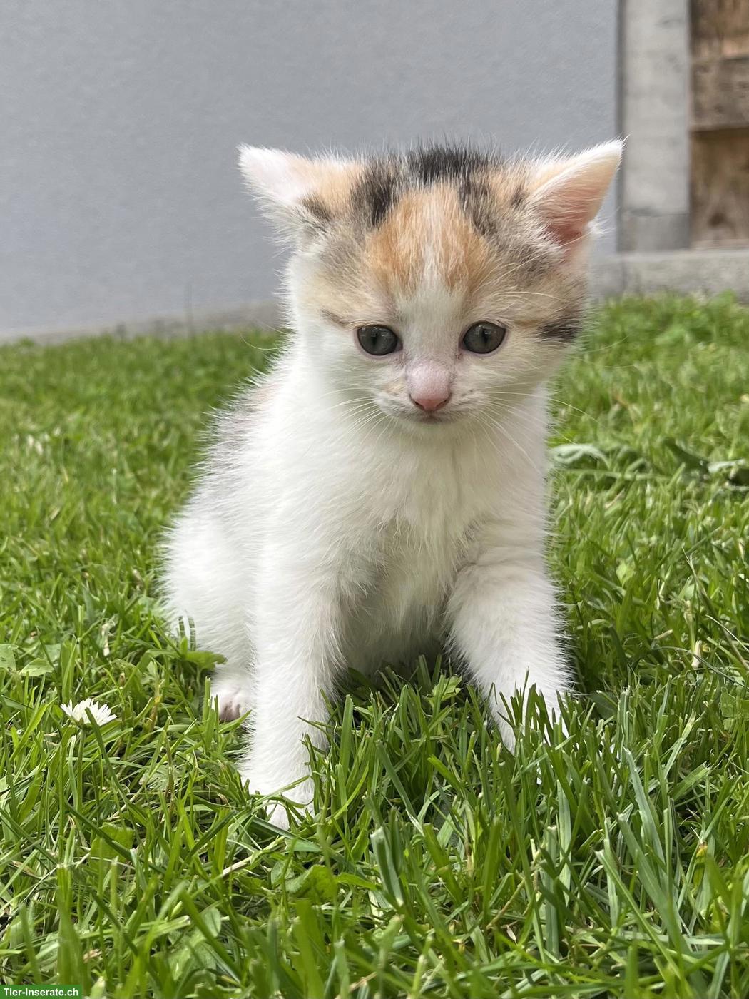 Zutrauliche Katzenbabys, stubenrein zu verkaufen