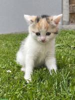Zutrauliche Katzenbabys, stubenrein zu verkaufen