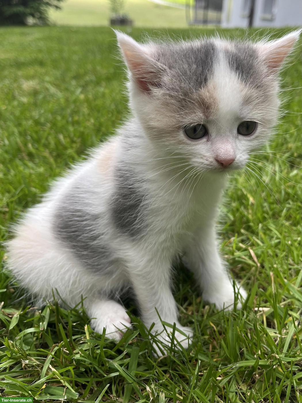 Bild 2: Zutrauliche Katzenbabys, stubenrein zu verkaufen