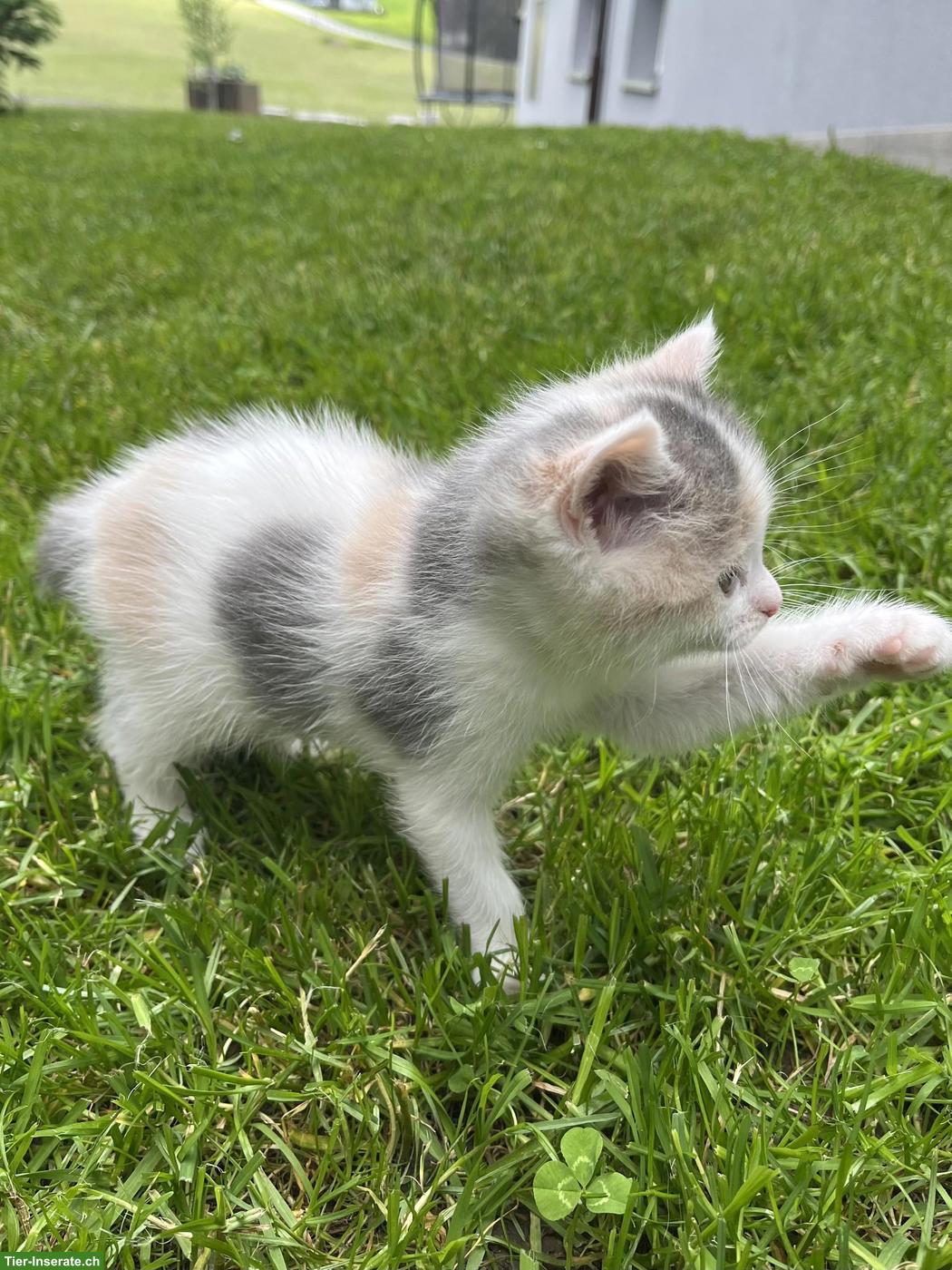 Bild 3: Zutrauliche Katzenbabys, stubenrein zu verkaufen