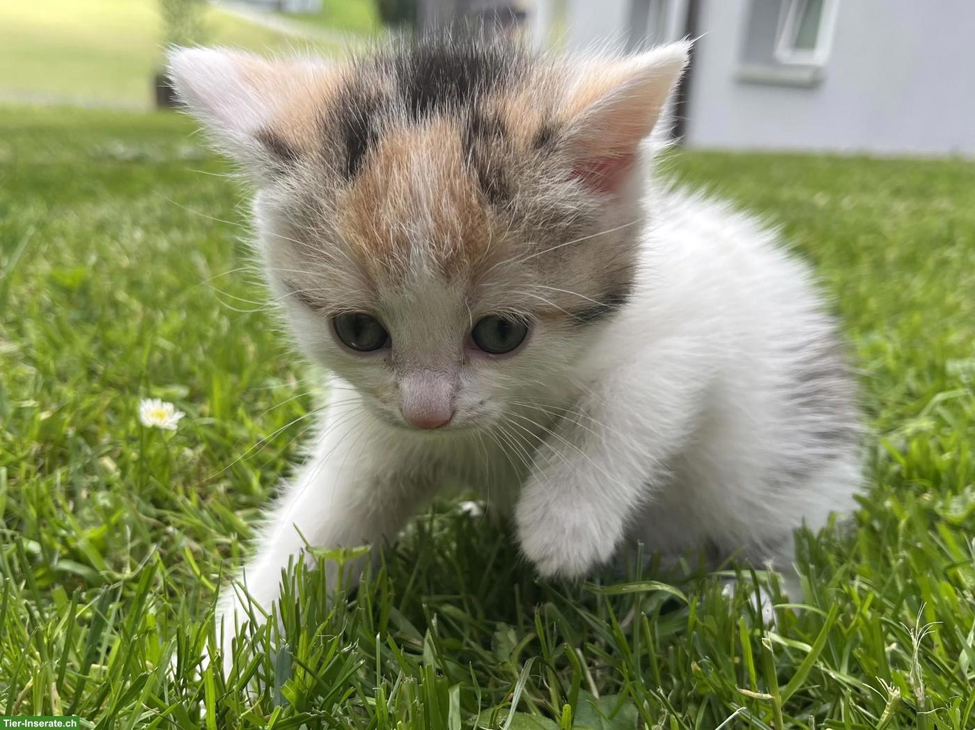 Bild 4: Zutrauliche Katzenbabys, stubenrein zu verkaufen