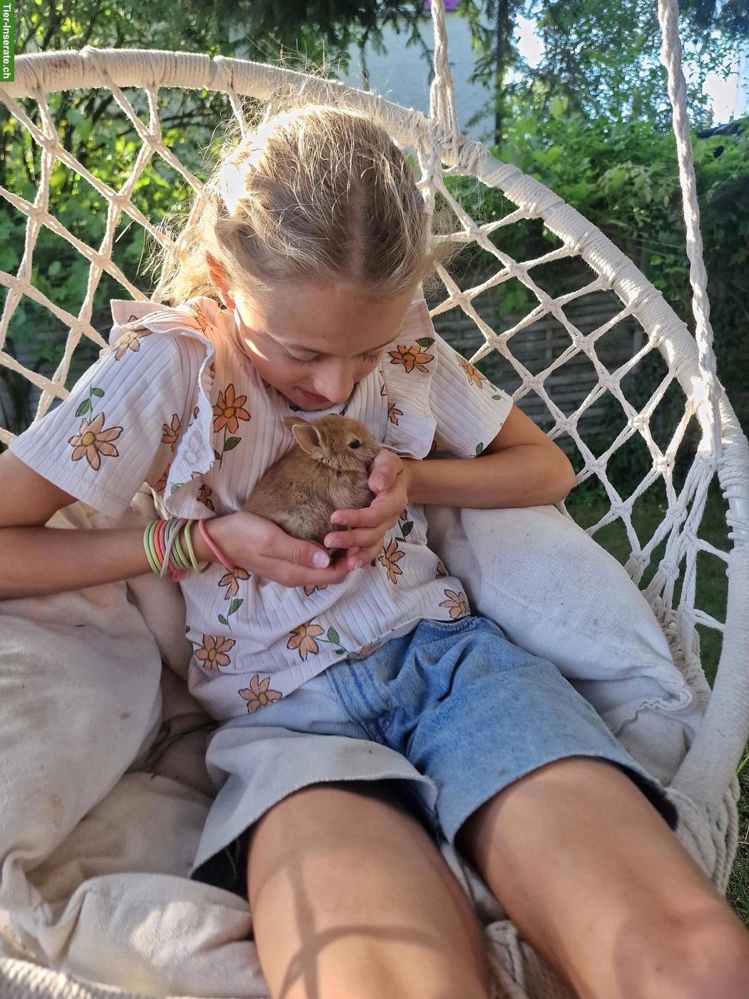 Bild 2: Süsse Zwergkaninchen Babys suchen artgerechtes Zuhause