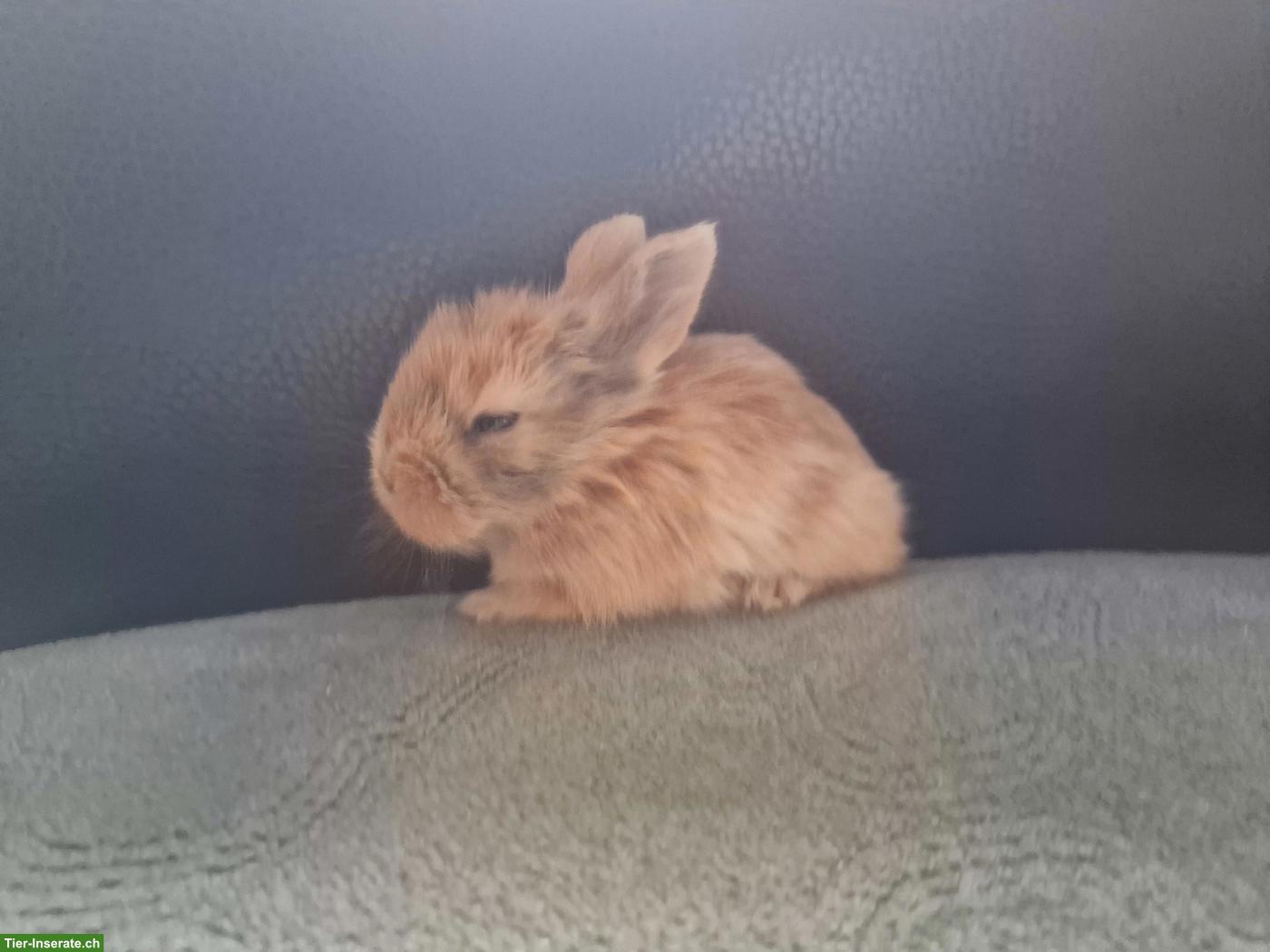 Bild 5: Süsse Zwergkaninchen Babys suchen artgerechtes Zuhause