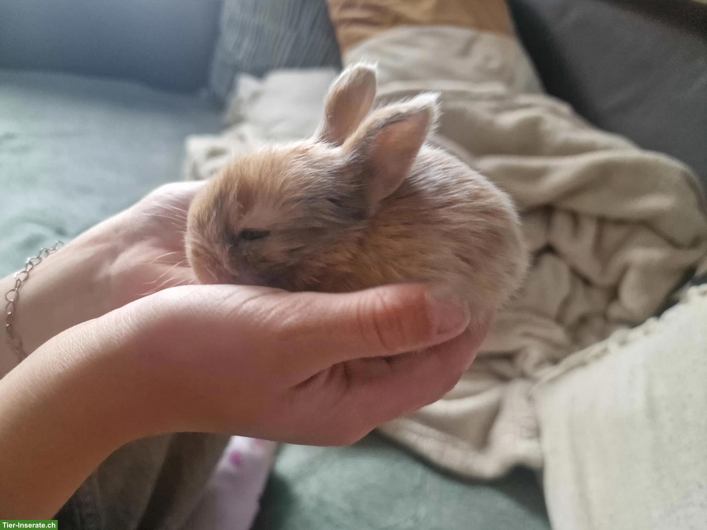 Bild 6: Süsse Zwergkaninchen Babys suchen artgerechtes Zuhause