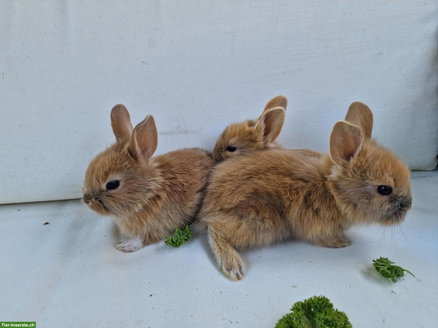 Bild 7: Süsse Zwergkaninchen Babys suchen artgerechtes Zuhause
