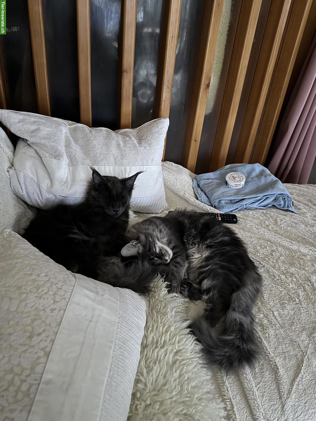 Maine Coon Katze & Kater suchen liebevolles Zuhause