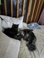 Maine Coon Katze & Kater suchen liebevolles Zuhause