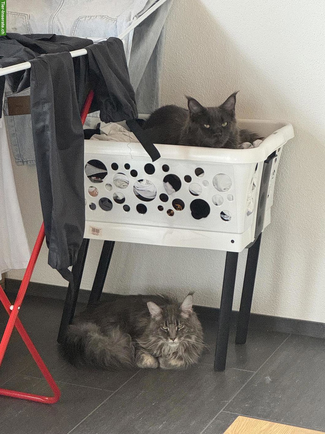 Bild 2: Maine Coon Katze & Kater suchen liebevolles Zuhause