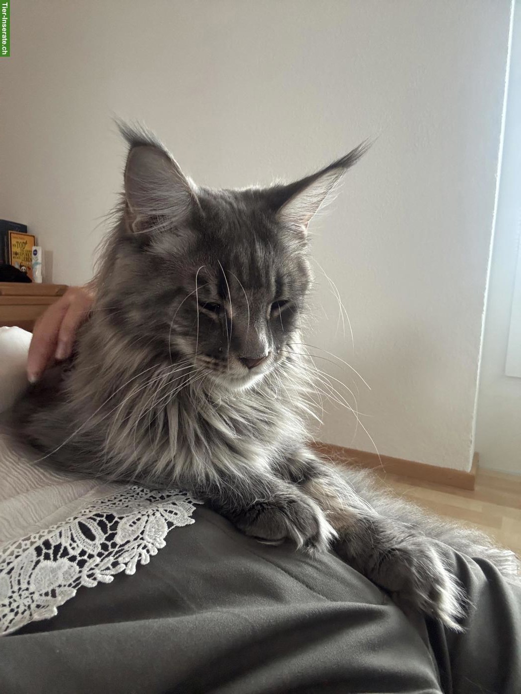 Bild 3: Maine Coon Katze & Kater suchen liebevolles Zuhause