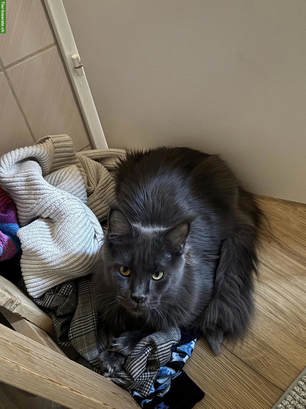 Bild 4: Maine Coon Katze & Kater suchen liebevolles Zuhause