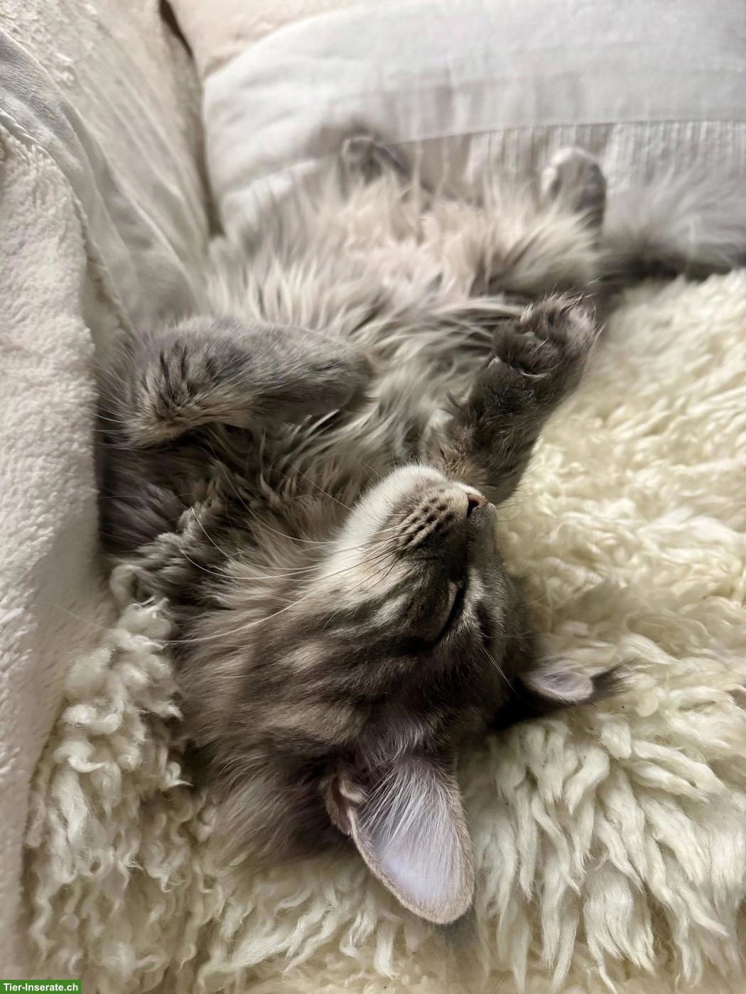 Bild 5: Maine Coon Katze & Kater suchen liebevolles Zuhause