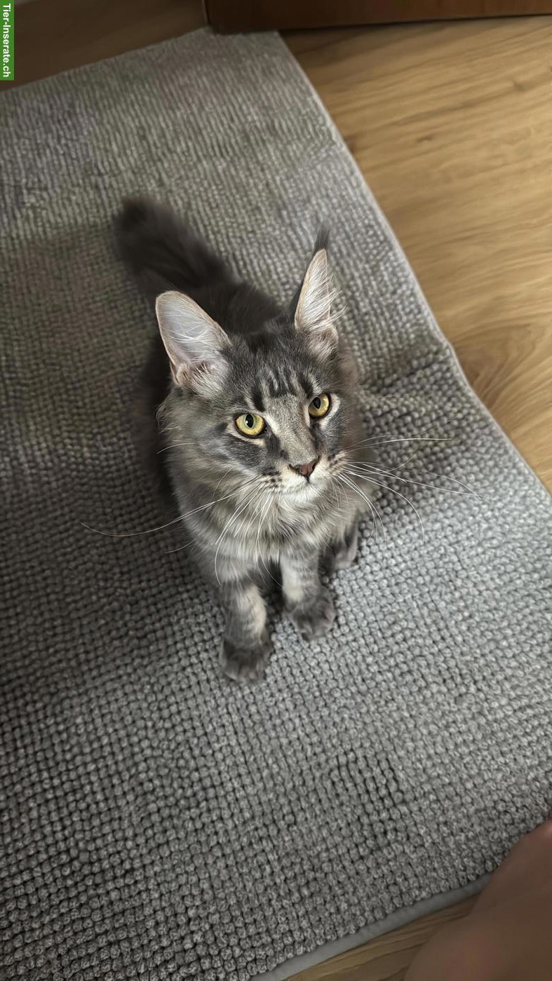 Bild 6: Maine Coon Katze & Kater suchen liebevolles Zuhause