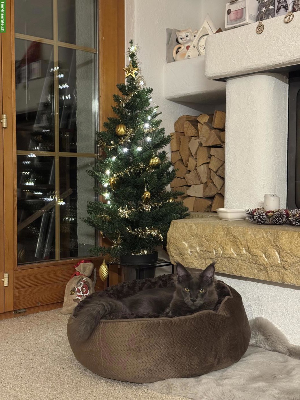 Bild 7: Maine Coon Katze & Kater suchen liebevolles Zuhause