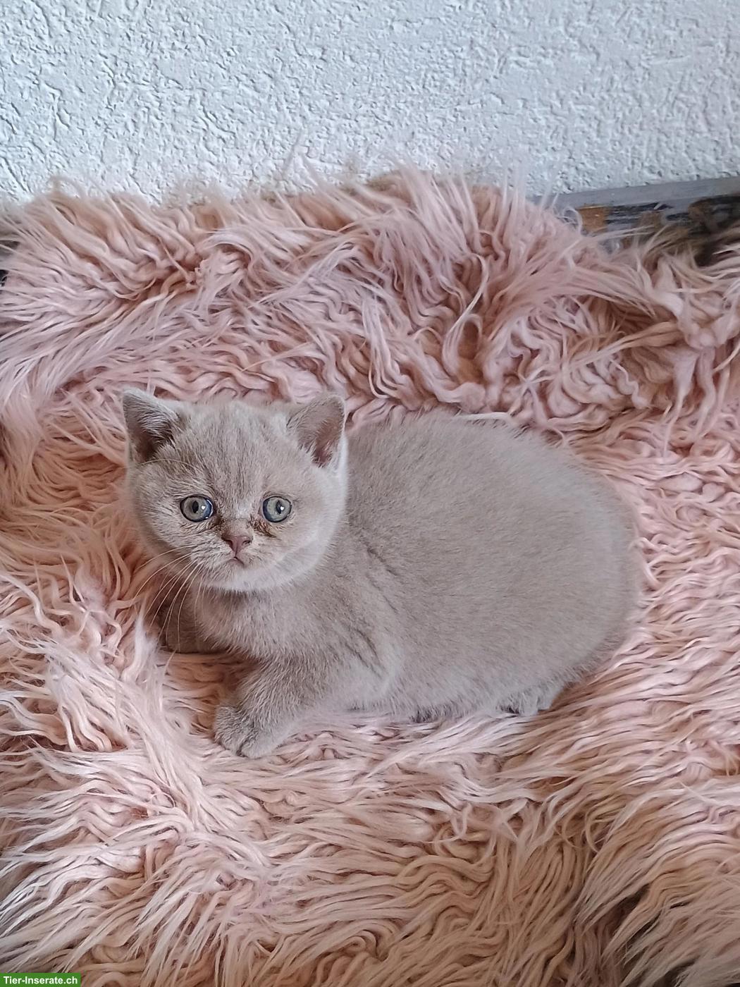 BKH/BLH Kitten | Wurfankündigung