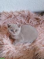 BKH/BLH Kitten | Wurfankündigung