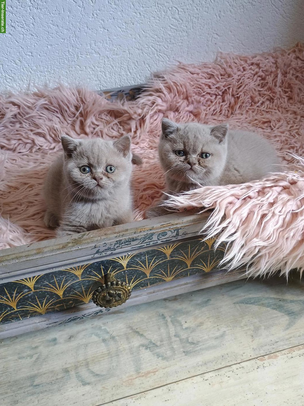 Bild 2: BKH/BLH Kitten | Wurfankündigung