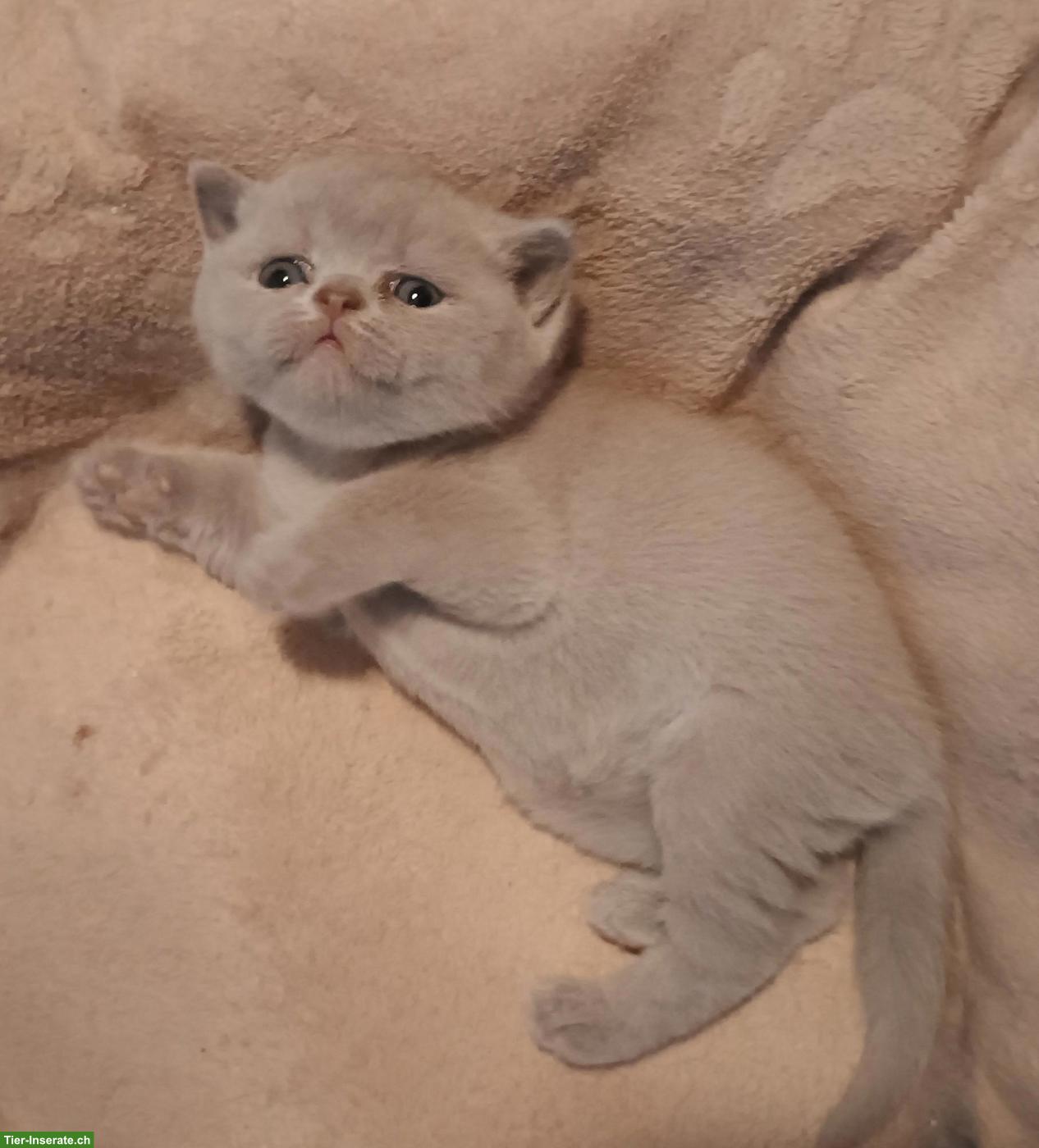 Bild 3: BKH/BLH Kitten | Wurfankündigung