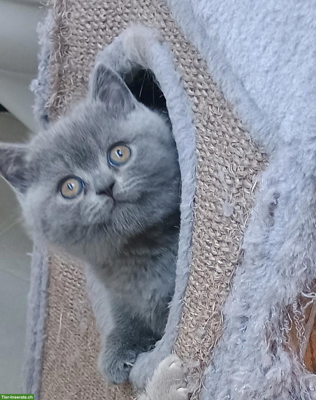 Bild 4: BKH/BLH Kitten | Wurfankündigung