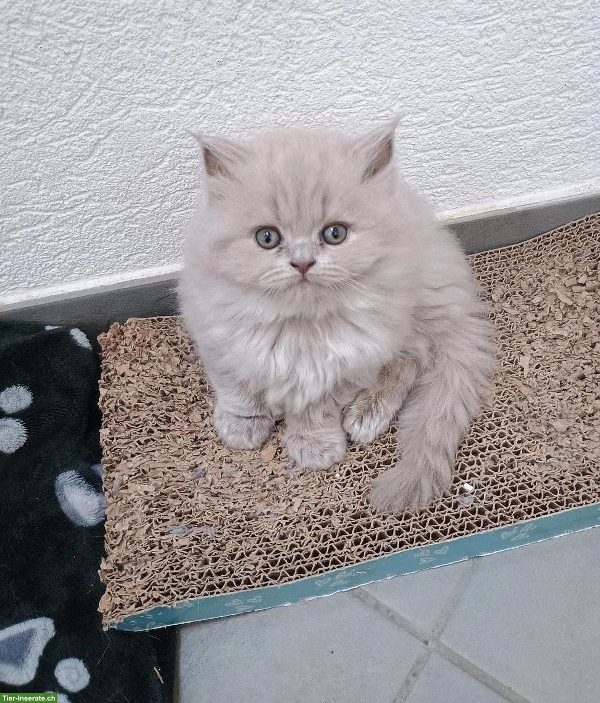 Bild 5: BKH/BLH Kitten | Wurfankündigung