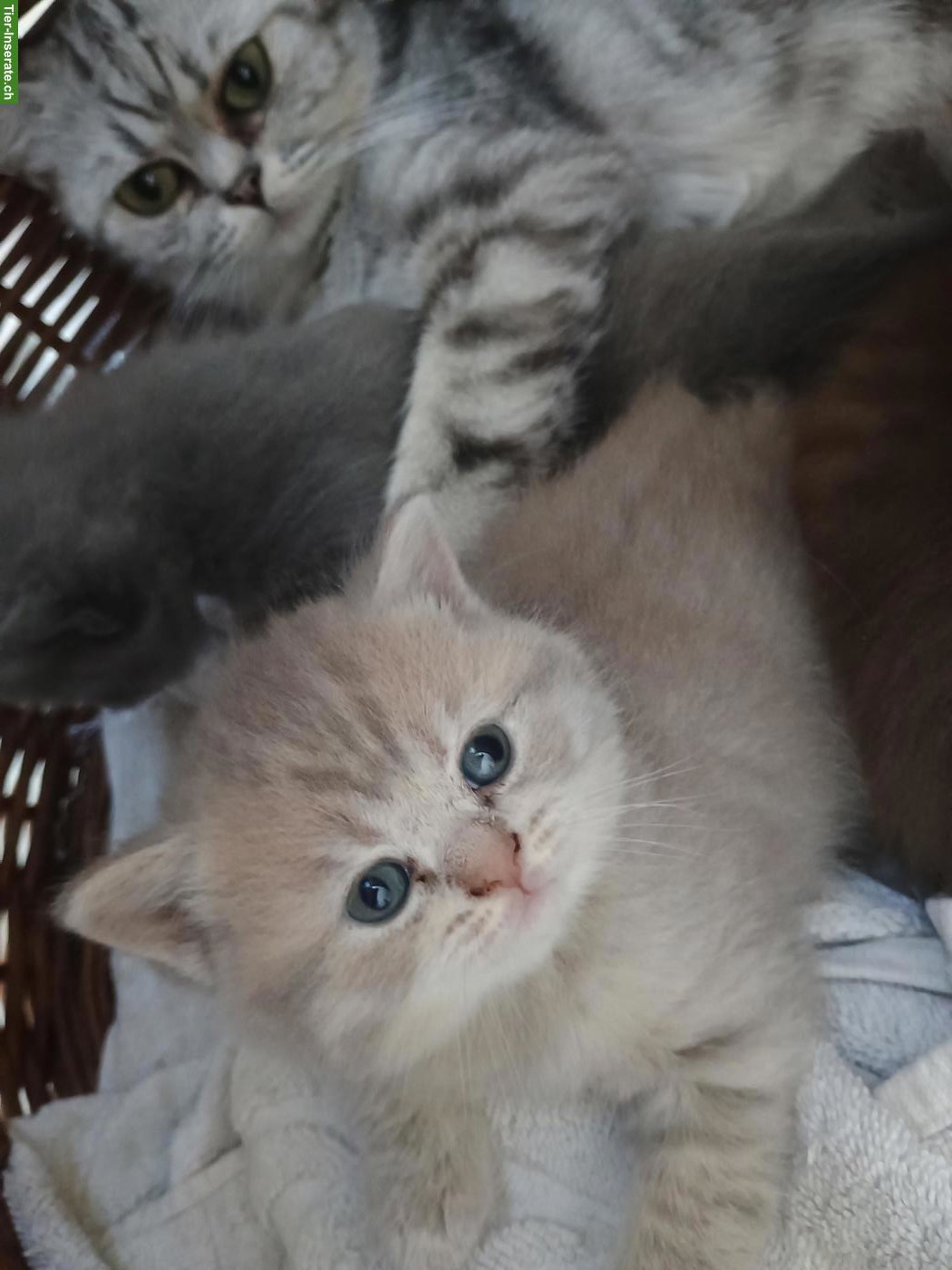 Bild 6: BKH und BLH Kitten