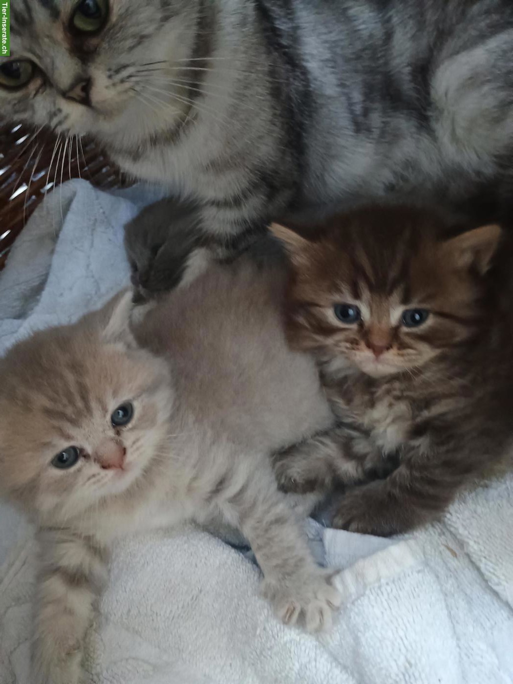 Bild 7: BKH und BLH Kitten