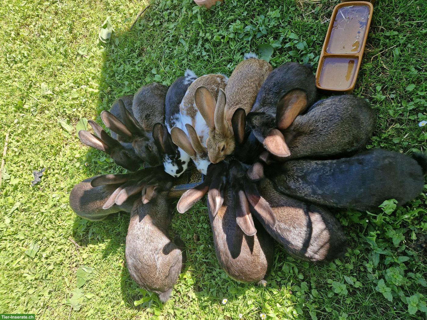 Kaninchen, Schweizer Schecken x Burgunder