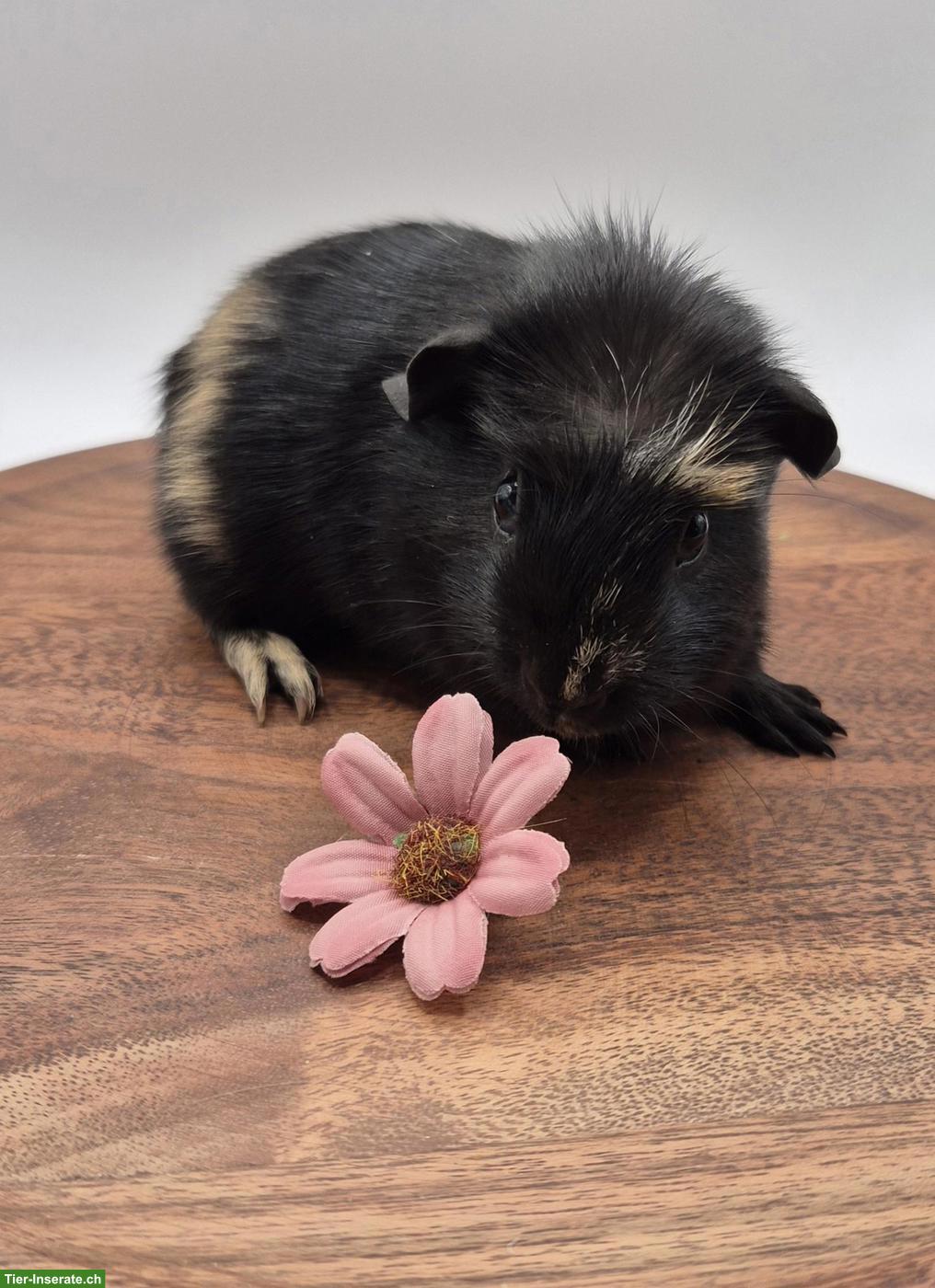 Süsser Crested Meerschweinchen Frühkastrat