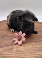 Süsser Crested Meerschweinchen Frühkastrat