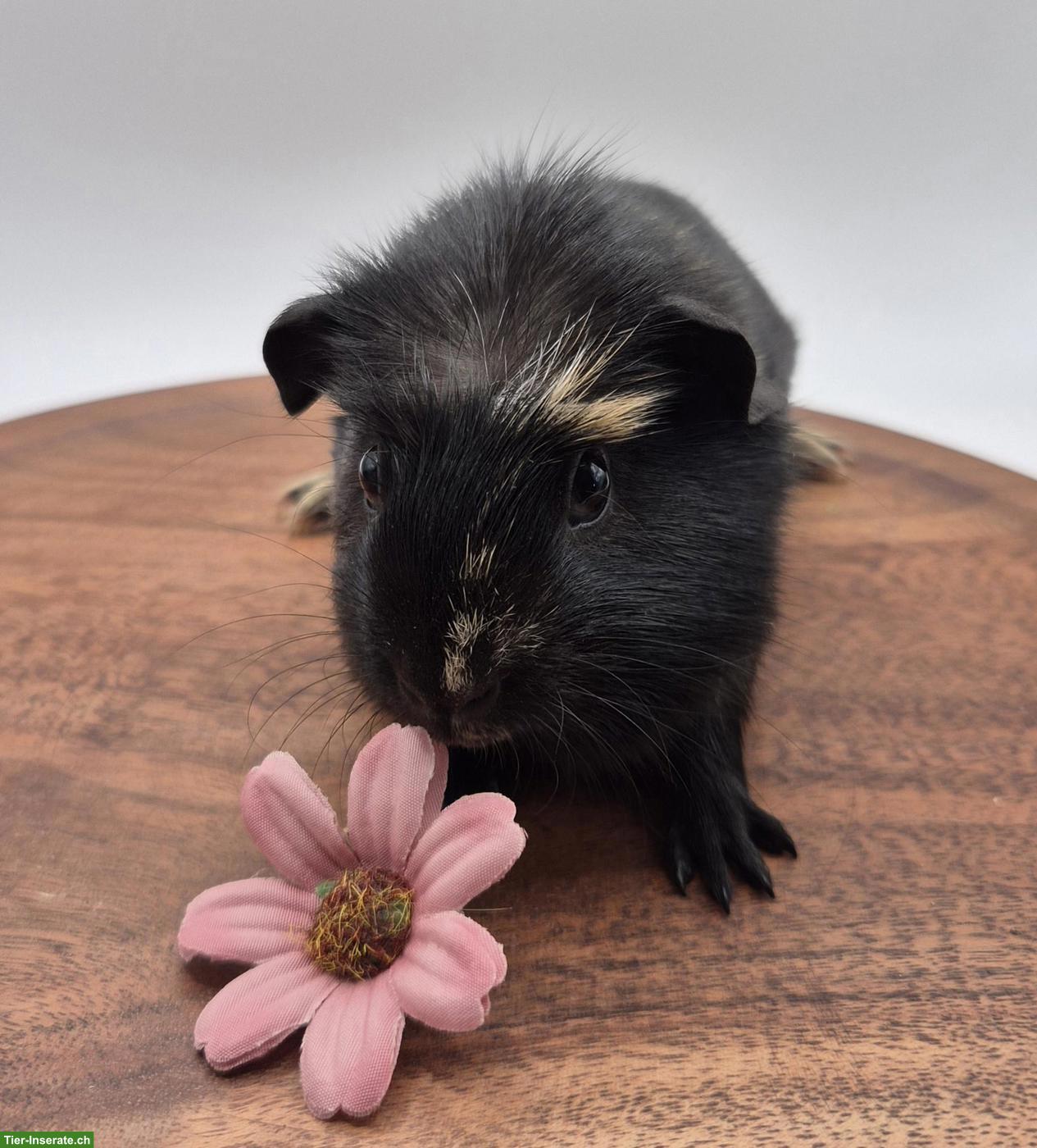 Bild 3: Süsser Crested Meerschweinchen Frühkastrat