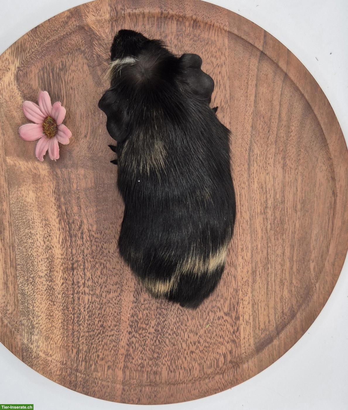 Bild 4: Süsser Crested Meerschweinchen Frühkastrat
