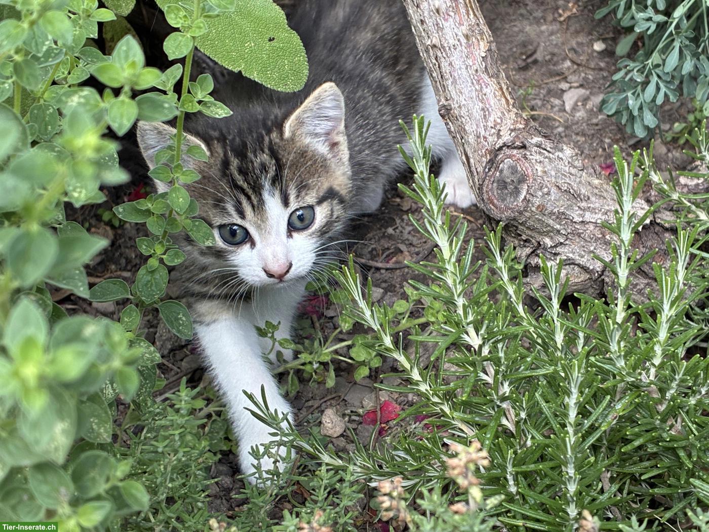 Junge Katzen zu verkaufen