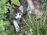 Junge Katzen zu verkaufen