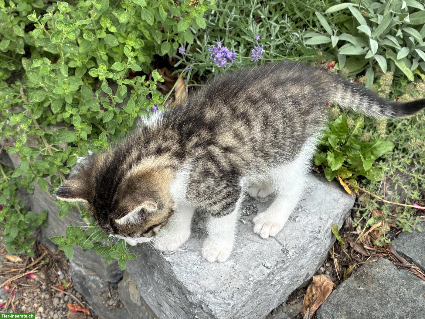 Bild 2: Junge Katzen zu verkaufen