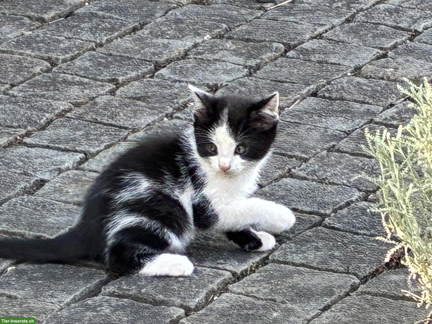 Bild 3: Junge Katzen zu verkaufen