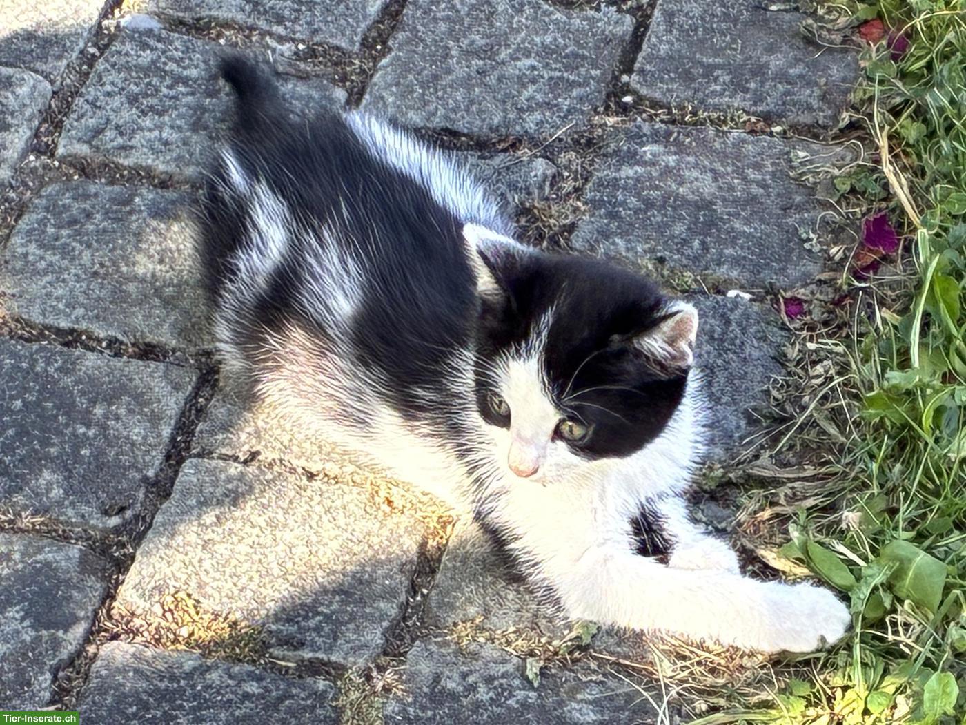 Bild 4: Junge Katzen zu verkaufen