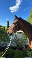 Deutsches Sportpferd: Freizeitpferd sucht 5-Sterne-Zuhause