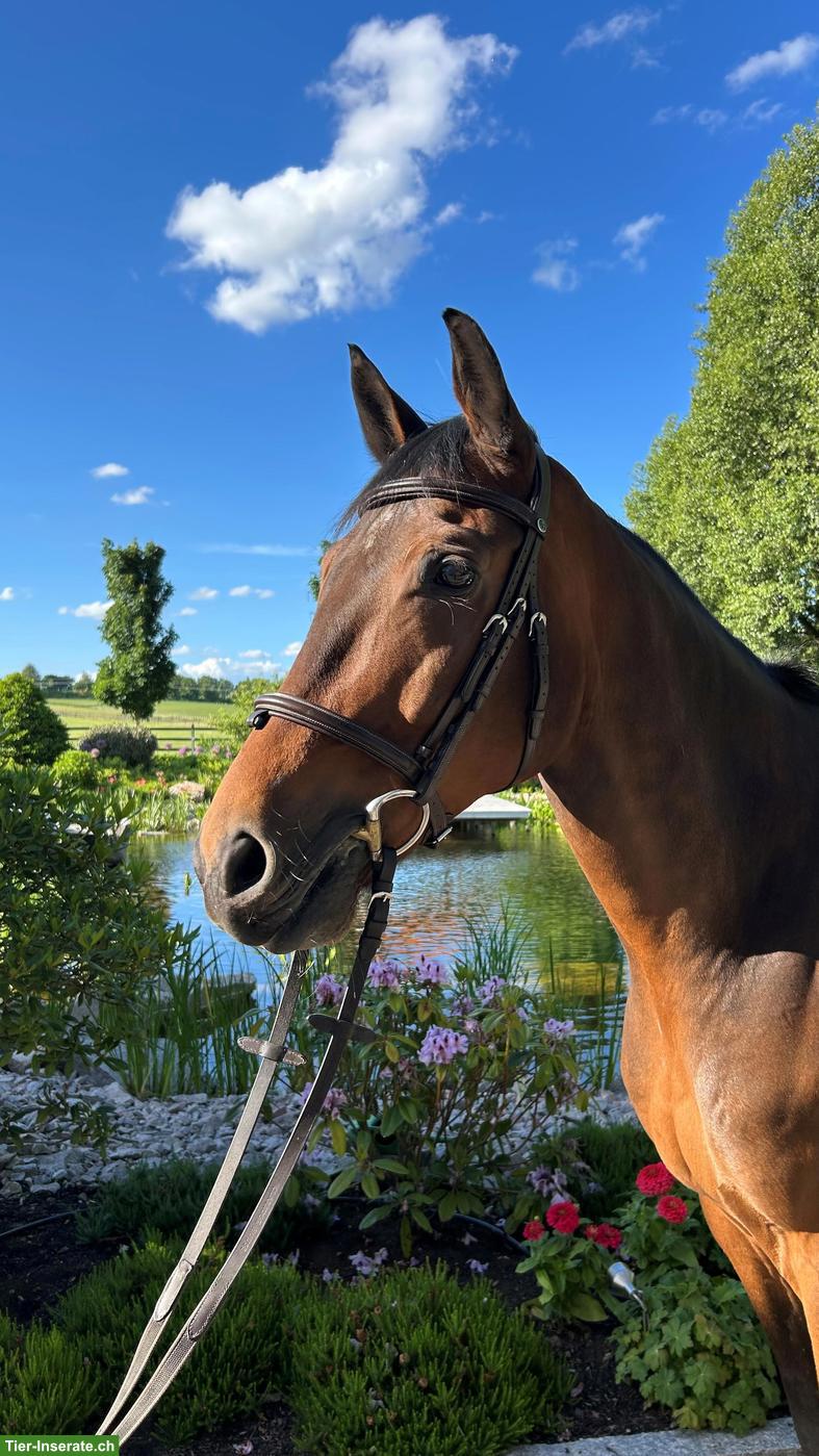 Bild 2: Deutsches Sportpferd: Freizeitpferd sucht 5-Sterne-Zuhause