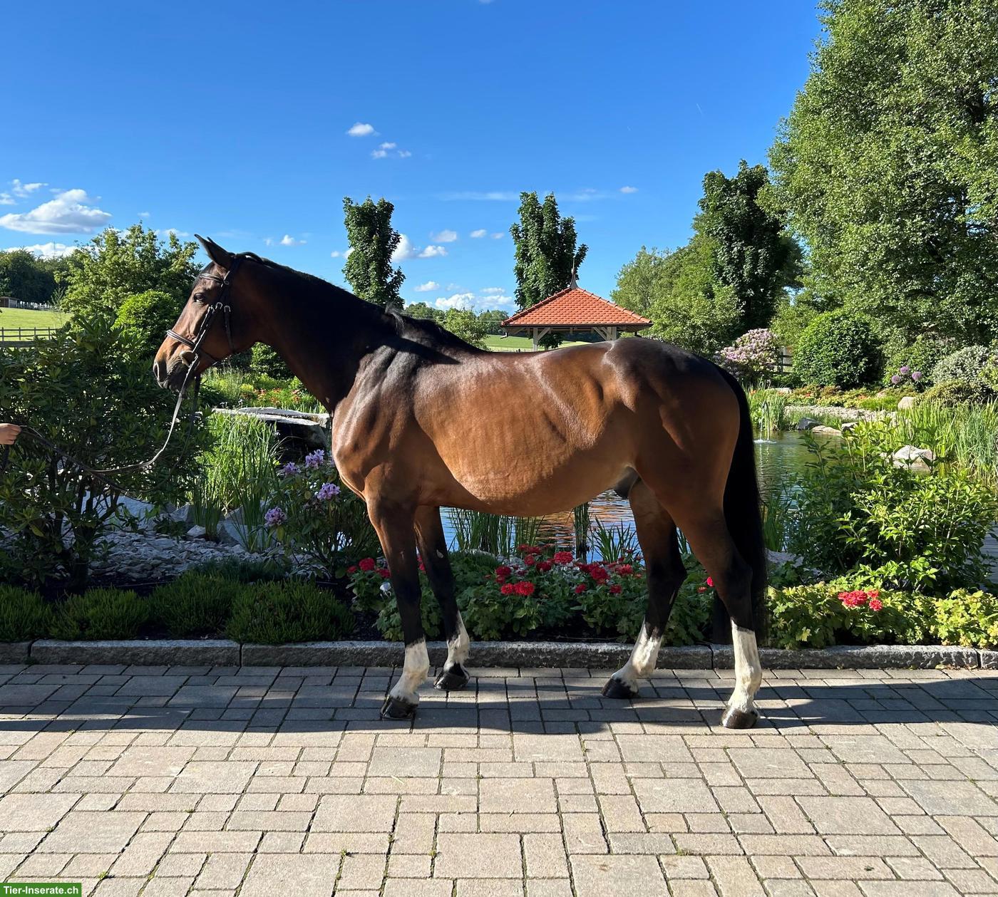 Bild 3: Deutsches Sportpferd: Freizeitpferd sucht 5-Sterne-Zuhause