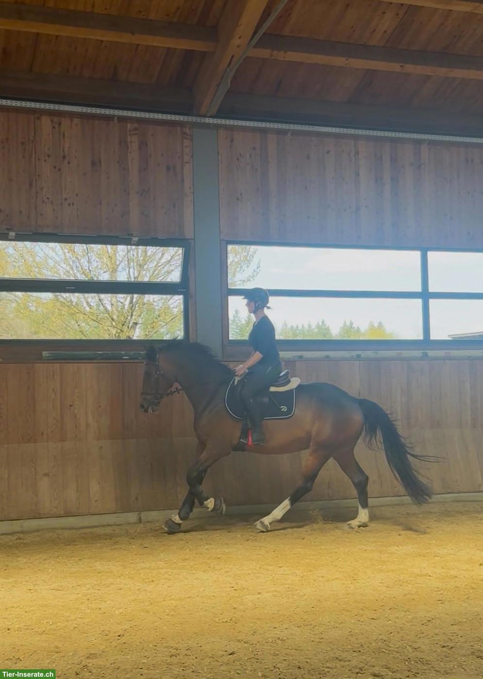 Bild 6: Deutsches Sportpferd: Freizeitpferd sucht 5-Sterne-Zuhause