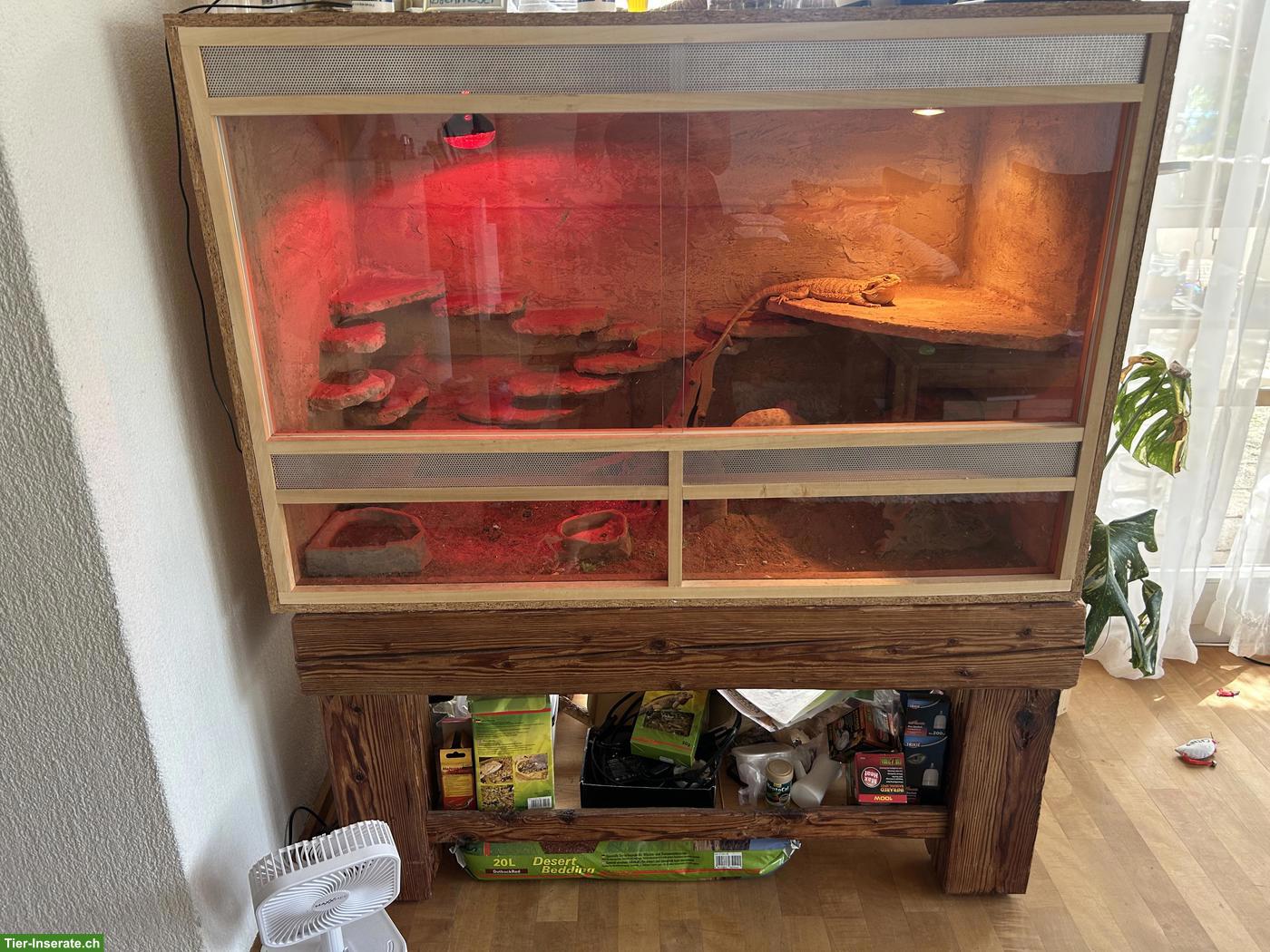 Bild 3: 4-jährige Bartagamen Dame mit Terrarium