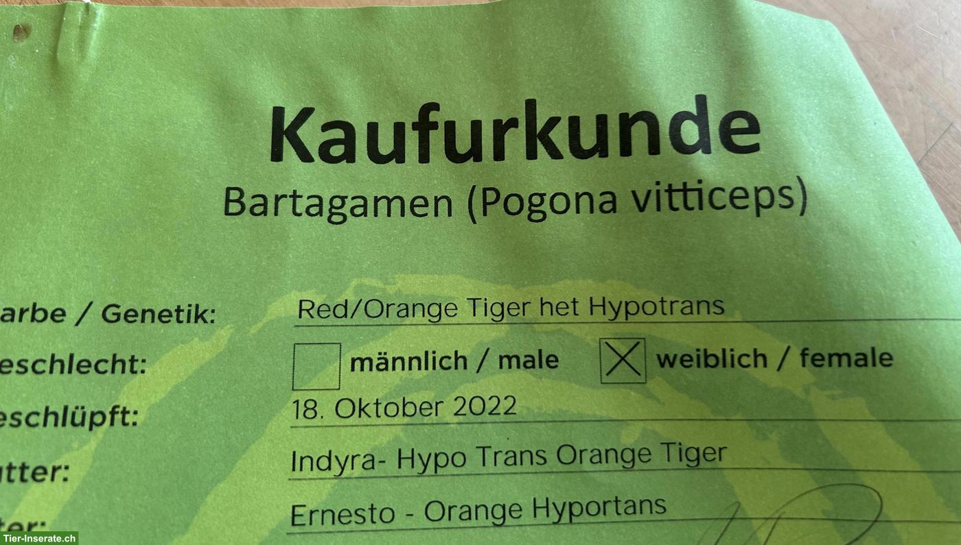 Bild 4: 4-jährige Bartagamen Dame mit Terrarium