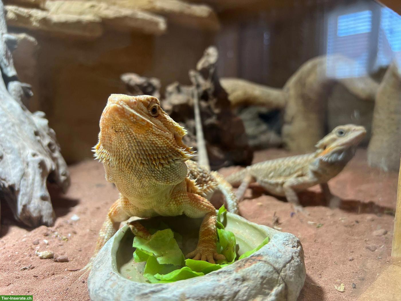 Bild 5: 4-jährige Bartagamen Dame mit Terrarium