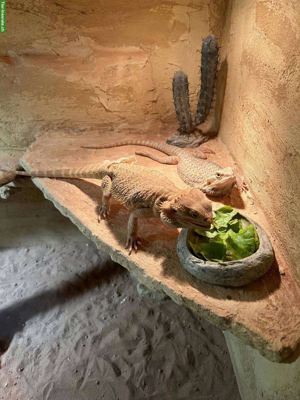 Bild 6: 4-jährige Bartagamen Dame mit Terrarium