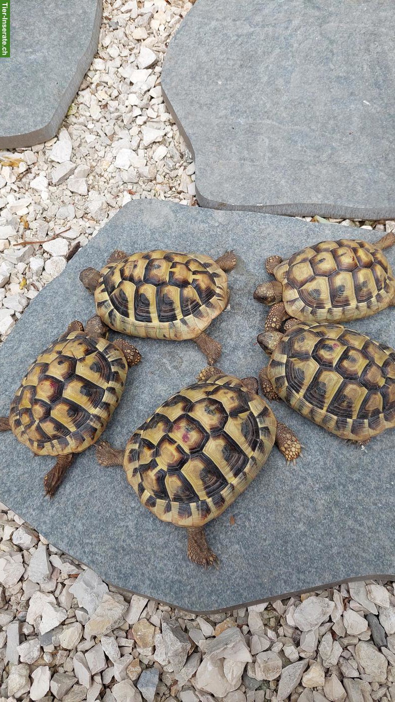 Griechische Landschildkröten zu verkaufen