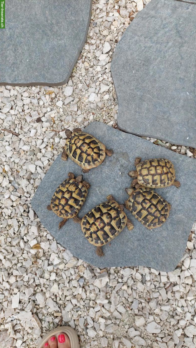 Bild 2: Griechische Landschildkröten zu verkaufen