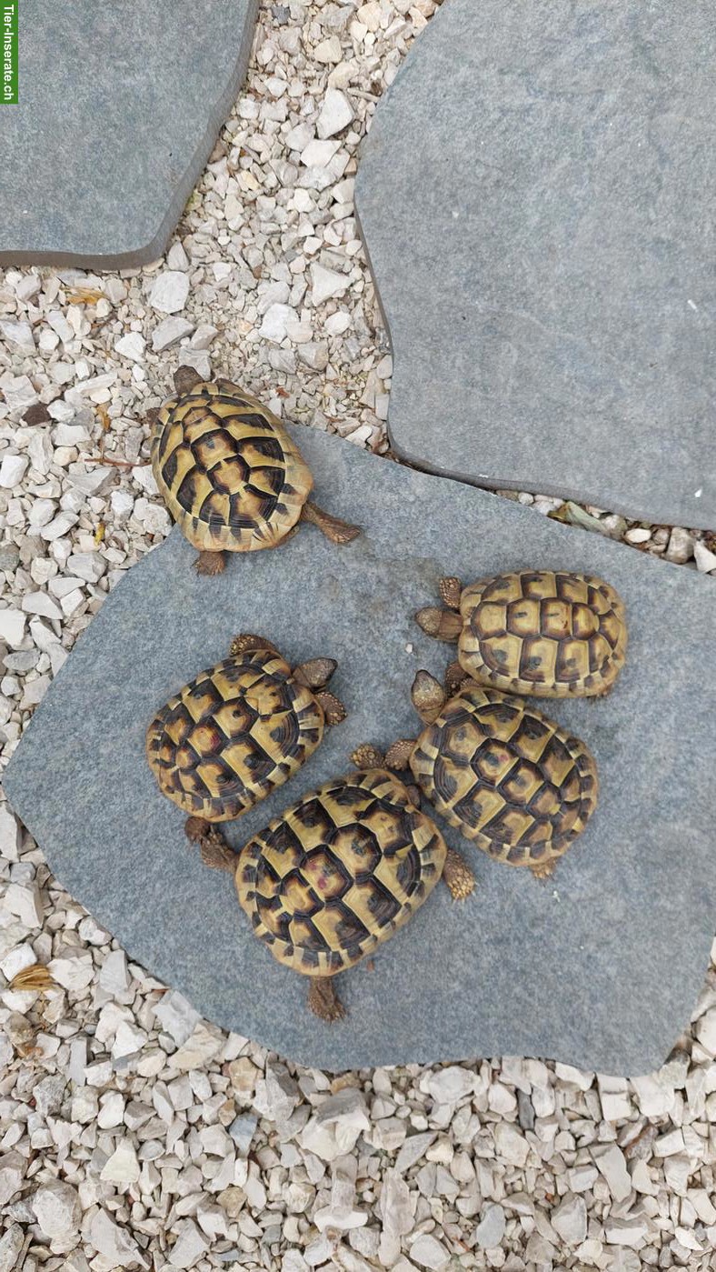 Bild 3: Griechische Landschildkröten zu verkaufen