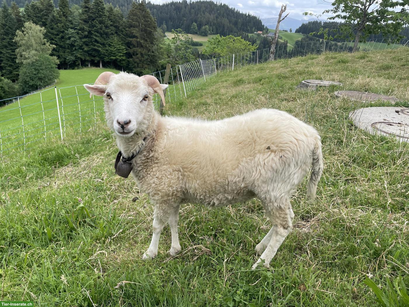 Skudden Bock zu verkaufen, kastriert, zahm