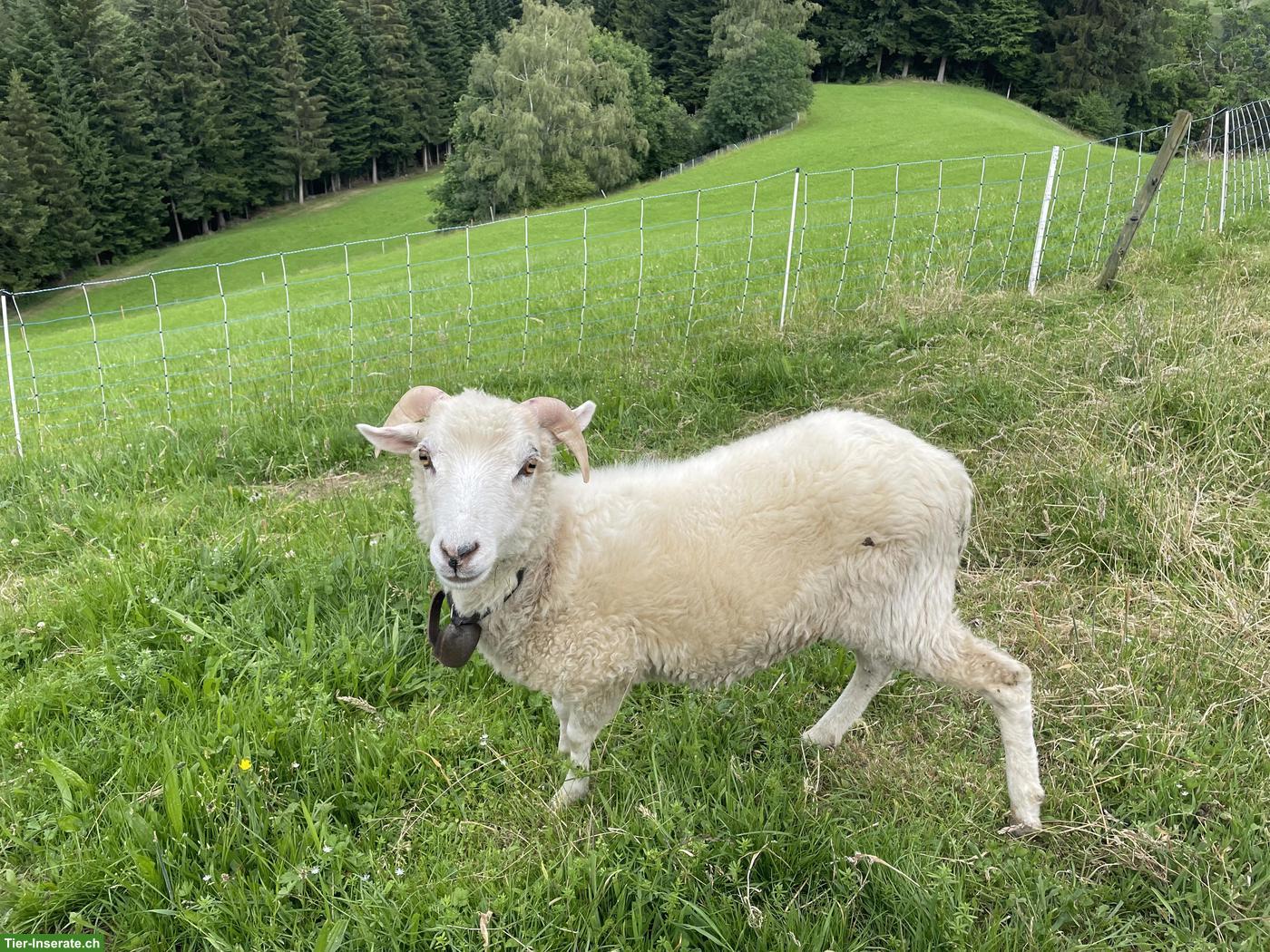 Bild 2: Skudden Bock zu verkaufen, kastriert, zahm
