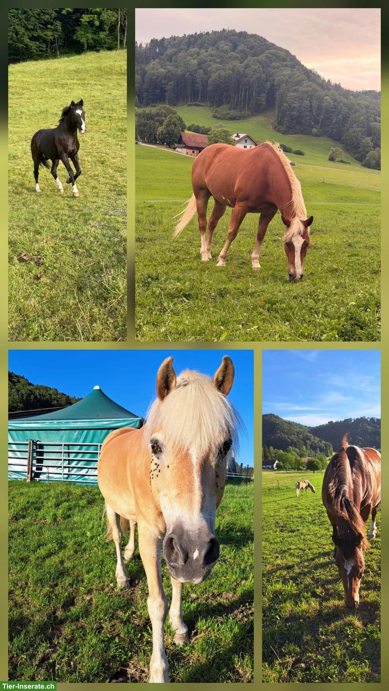 Bild 2: Bewusst Reiten / Reiten mit Gefühl erlernen