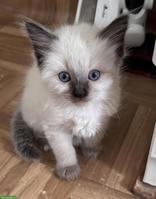 Ragdoll Kitten Seal Point suchen ihr Zuhause
